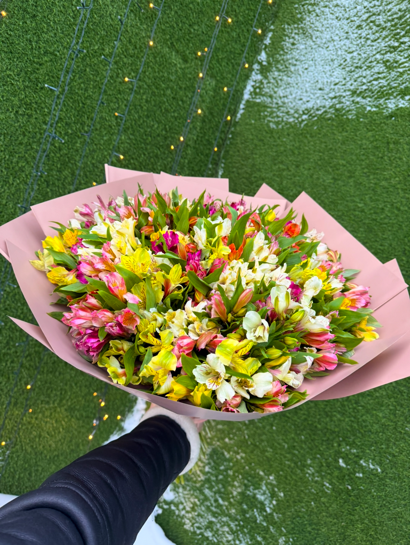 51 АЛЬСТРОМЕРИЯ