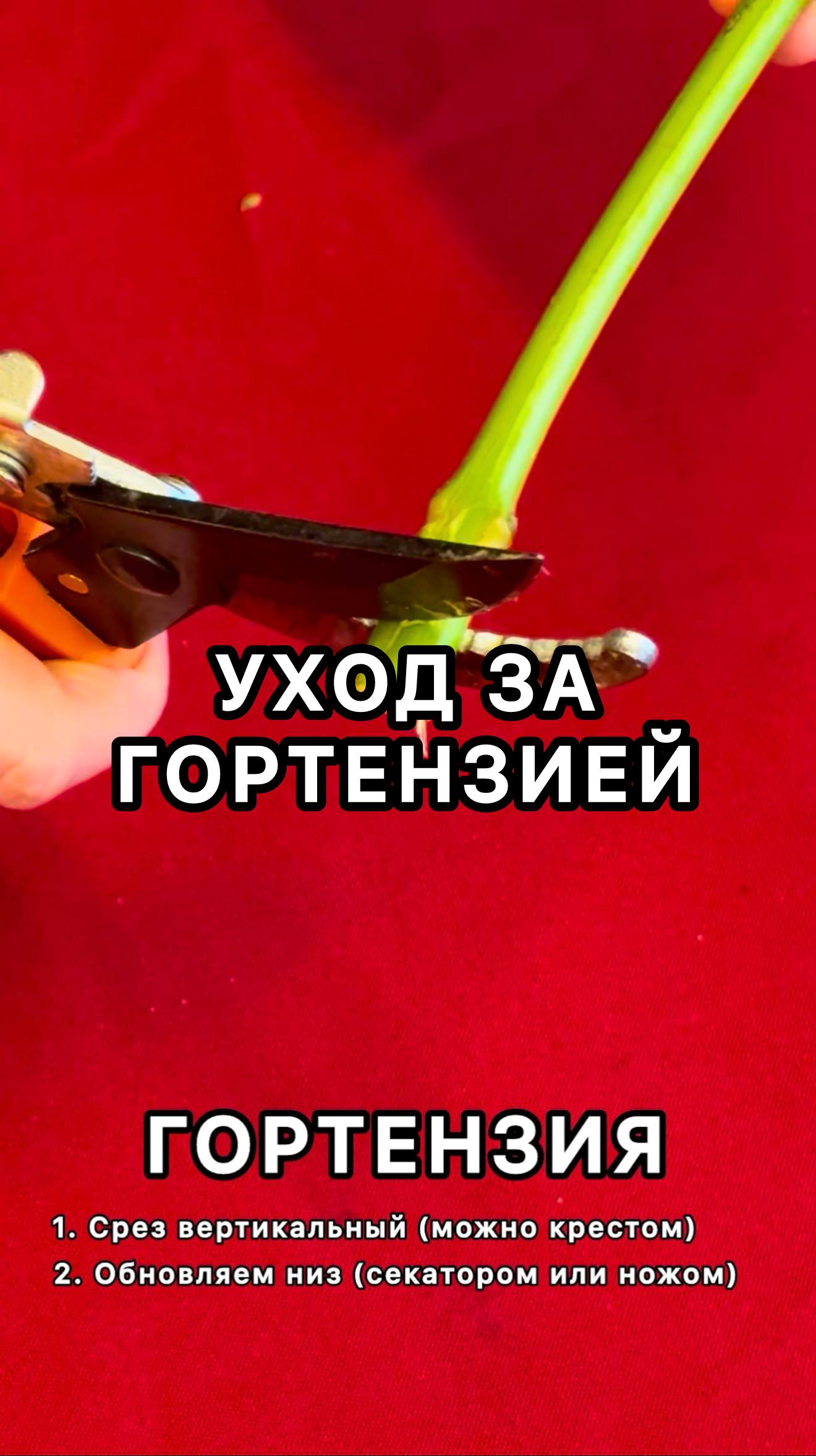 Как продлить жизнь букету цветов